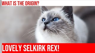 Meet the Charming Selkirk Rex Cat: A Purrrfect Pet!