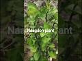 Naagdon plant #medicine #ayurveda #homeremedies @KiranSingh-gy5kg