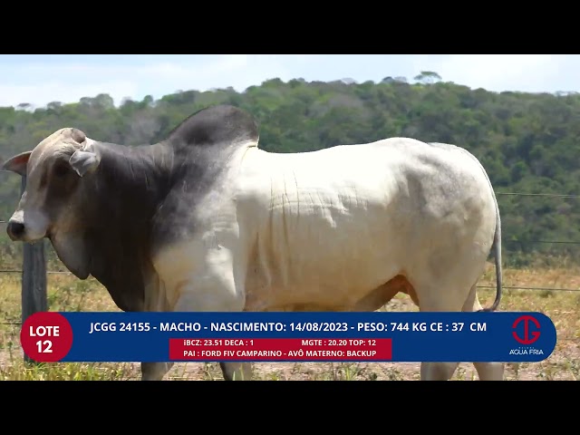 LOTE 12    JCGG 24155