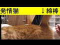 4月の貯め取り動画、発情期の猫（ドコモ）