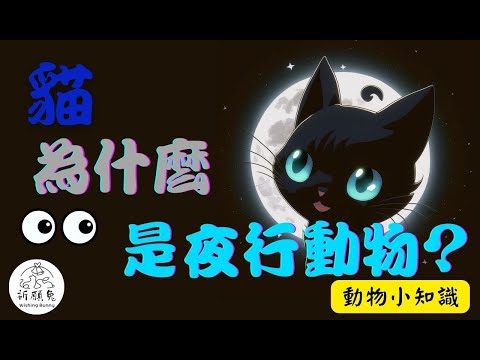 猫は夜行性じゃない！夜中に騒ぐ本当の理由と5つの解決策