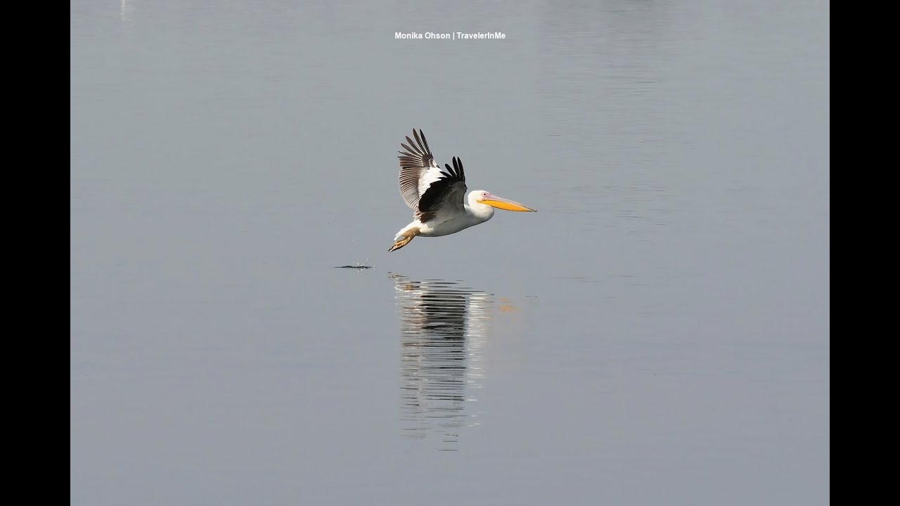 Great White Pelicans or Rosy Pelicans