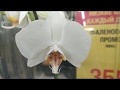 Обзор орхидей 23 января 2020 года Леруа Мерлен Воронеж Потрясающая красота обычных фаленопсисов