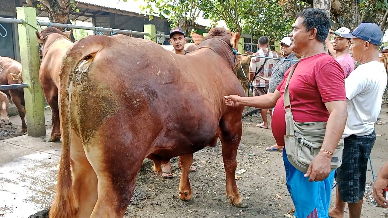 Harga Oleng‼️Sapi Jantan Di Pengujung Tahun || 30 Desember 2023 ...