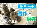 【ミーアキャットライフ】仲良し？兄弟 吾作と尚弥