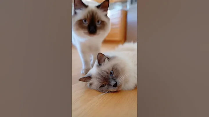 Watch the video about Are they cats or cotton candies? 🍭 🐱 #cat #funny #funny #cute