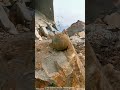 Excavator Uncovers a Perfect Sphere Rock
