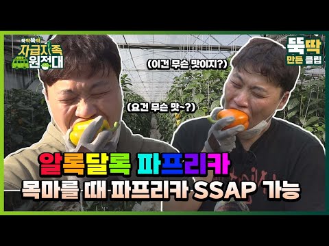 [뚝딱뚝딱 자급자족 원정대] 18회 알록달록 파프리카 목마를 때 파프라카 <strong>ssap</strong> 가능