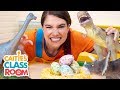 Caitie's Classroom Live  - Dinosaurs #2!