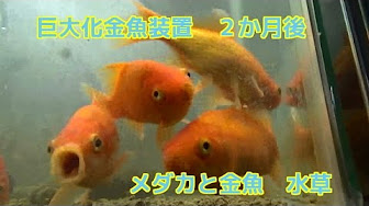 巨大金魚装置 検証 実験 中国のカラフルなメダカ乾燥卵 Youtube