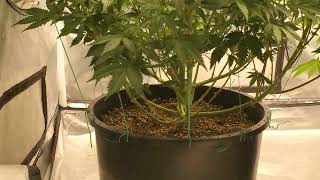 DO-SI-DOS Grow - Week 1 of Flower!