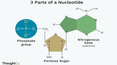 Analyzing DNA Sequences