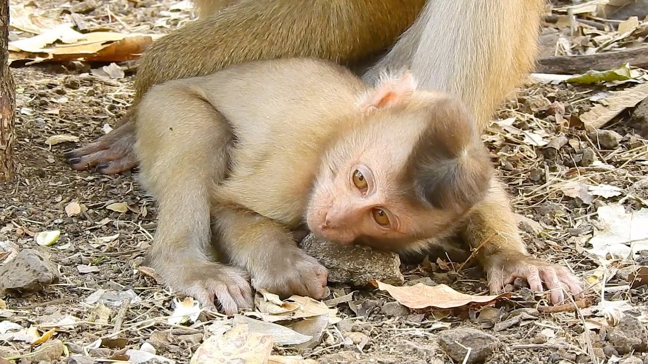 Sad girl....! Tiny monkey SACKY is need mom SASHA to take care with her hand