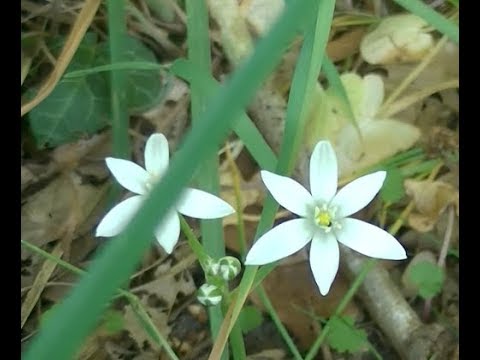 Video: Plant en vergeet tuine - Leer oor plante wat floreer met verwaarlosing