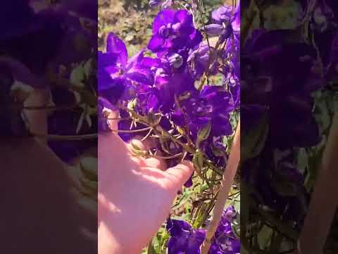 Video: Delphinium Bitki Refakatçileri: Delphinium Çiçekleri ile Refakatçi Dikim Üzerine İpuçları