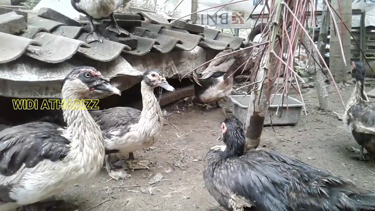 Entok Rontok Bulu Pasti Tidak Mau Bertelur / Kawin ?? 
