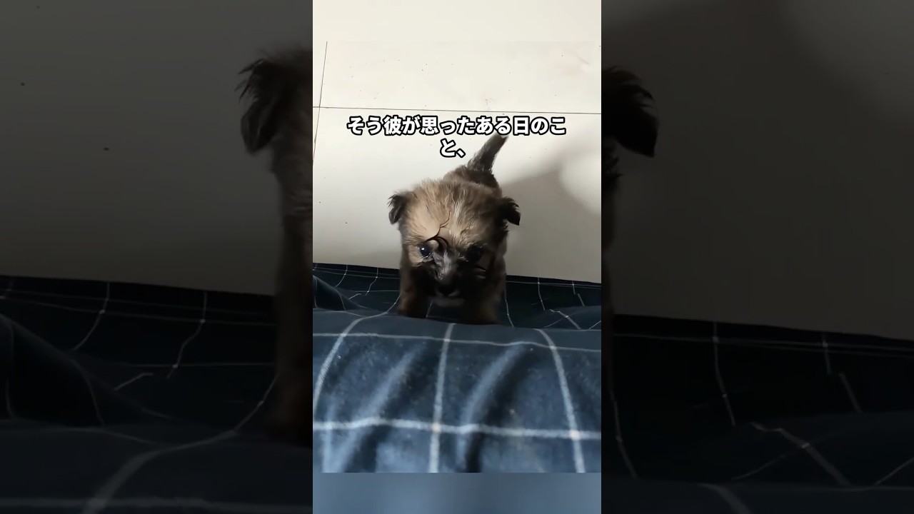 【保護犬】「不吉だから」と捨てられた子犬。必死に後を追ってくる小さな命を連れ帰った結果…