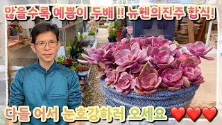 많을수록 더욱 예뻐지는 뉴헨의진주 합식 !! 지금 바로 시청하세요 !!