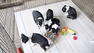 Boston Terrier Puppies For Sale by Greenfield Puppies 137 views 3 days ago 36 seconds