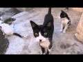 Sevimli Kedi Ailesi