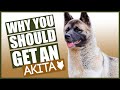 AKITA! 5 Reasons Why YOU SHOULD Get a Akita Puppy!