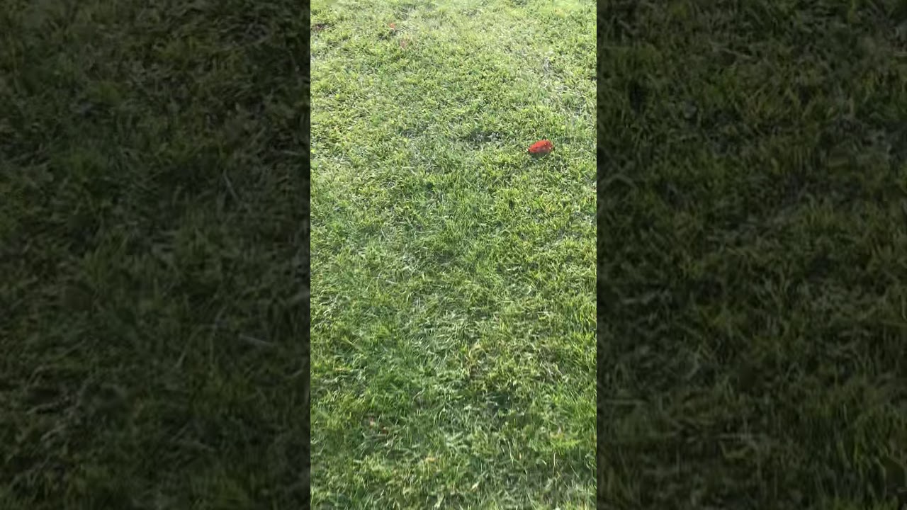 Squirrel hunting 2019