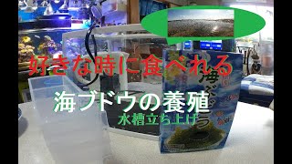 [養殖水槽]　海ぶどうストック水槽立ち上げ!　VOLｰ1