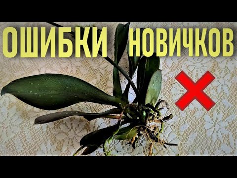 ОШИБКИ НОВИЧКОВ И ОРХИДЕИ! КАК БЫСТРО ДОВЕСТИ ОРХИДЕЮ ДО ПРЕДСМЕРТНОГО СОСТОЯНИЯ? ЧАСТЬ 1 ОБРЫДАТЬСЯ