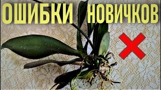 видео: ОШИБКИ НОВИЧКОВ И ОРХИДЕИ! КАК БЫСТРО ДОВЕСТИ ОРХИДЕЮ ДО ПРЕДСМЕРТНОГО СОСТОЯНИЯ? ЧАСТЬ 1 ОБРЫДАТЬСЯ картинка: ОШИБКИ НОВИЧКОВ И ОРХИДЕИ! КАК БЫСТРО ДОВЕСТИ ОРХИДЕЮ ДО ПРЕДСМЕРТНОГО СОСТОЯНИЯ? ЧАСТЬ 1 ОБРЫДАТЬСЯ