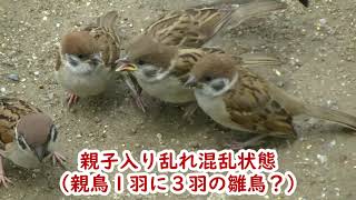 足元に来た雛鳥親子 餌遣り 20220615 7(天満宮)