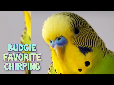 Parakeet trying to talk, Budgie loud chirping