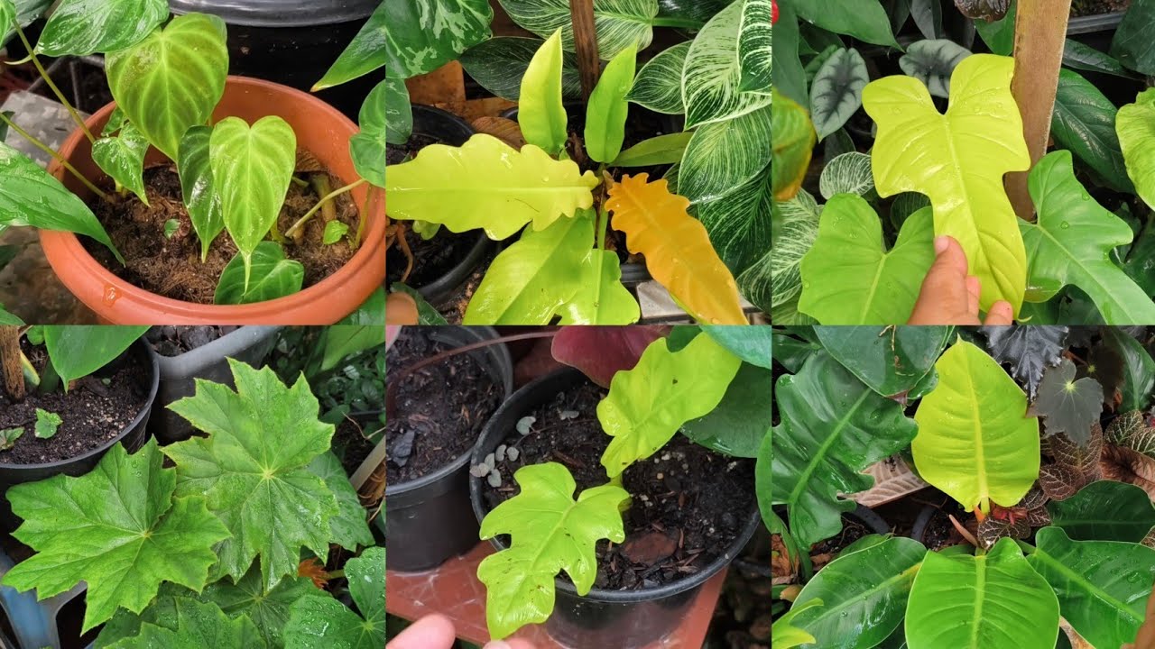 10 PLANTAS NEON CORES LINDAS E VIBRANTES PLANTAS EXUBERANTES 