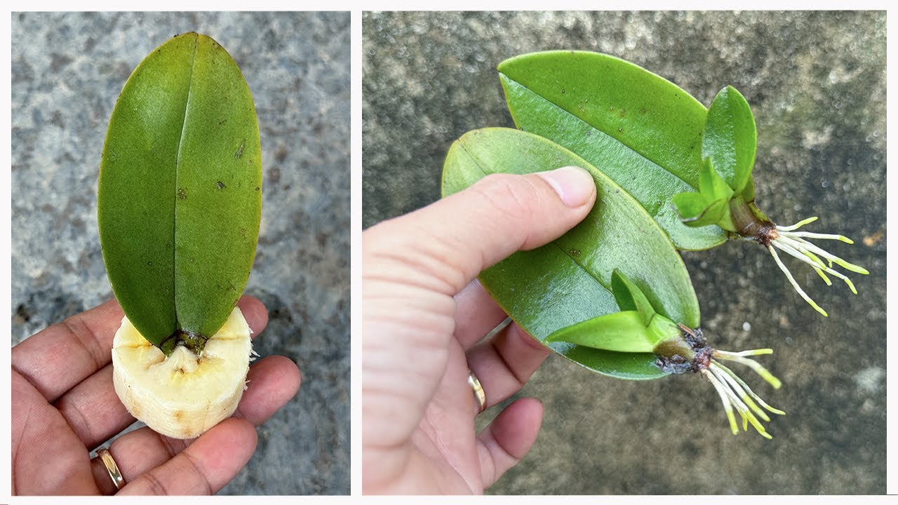 How to propagate orchids to root quickly using banana pulp