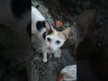 Families of Cat
