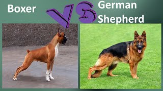 Boxer VS German Shepherd - Breed Comparison - German Shepherd and Boxer Differences by BreedBattle 788 views 2 years ago 5 minutes, 52 seconds