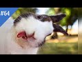 #64 FUNNY PETS / СМЕШНЫЕ ВИДЕО 2021 / Я РЖАЛ ПОЛЧАСА / СМЕШНЫЕ ЖИВОТНЫЕ