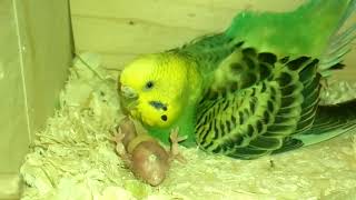 Самка кормит птенца (Волнистые попугаи)