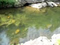 Swimming Hole above Carolina Hemlocks by James R Smith