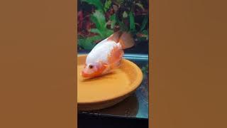 Red texas hybrid Breeding