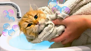 First Bath for Cute Baby Kitten by Meowgical family 3,402 views 1 year ago 5 minutes