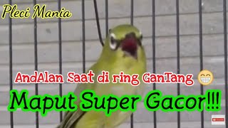 Pleci Maput super Gacor!!!