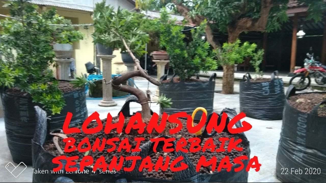 LOHANSUNG Bonsai Terbaik Sepanjang Masa - YouTube