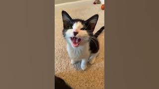 Hungry? Say Yeah 😻😽