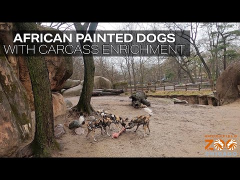 African Painted Dogs with Carcass Enrichment