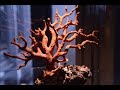 El coral rojo de Córcega documental de Patrick Voillot