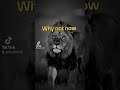 Why not now #warriormindset #believersmindset #sucessjourney #successboost #goaheadanddoit ##shorts