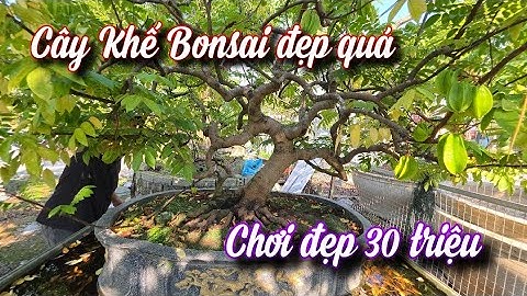 SH.11151. Khế bonsai siêu quả dáng đẹp giá hữu nghị chú ạ. 