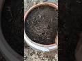 #seeding  in my garden