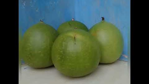 Cara mengolah buah berenuk/buah Maja untuk obat