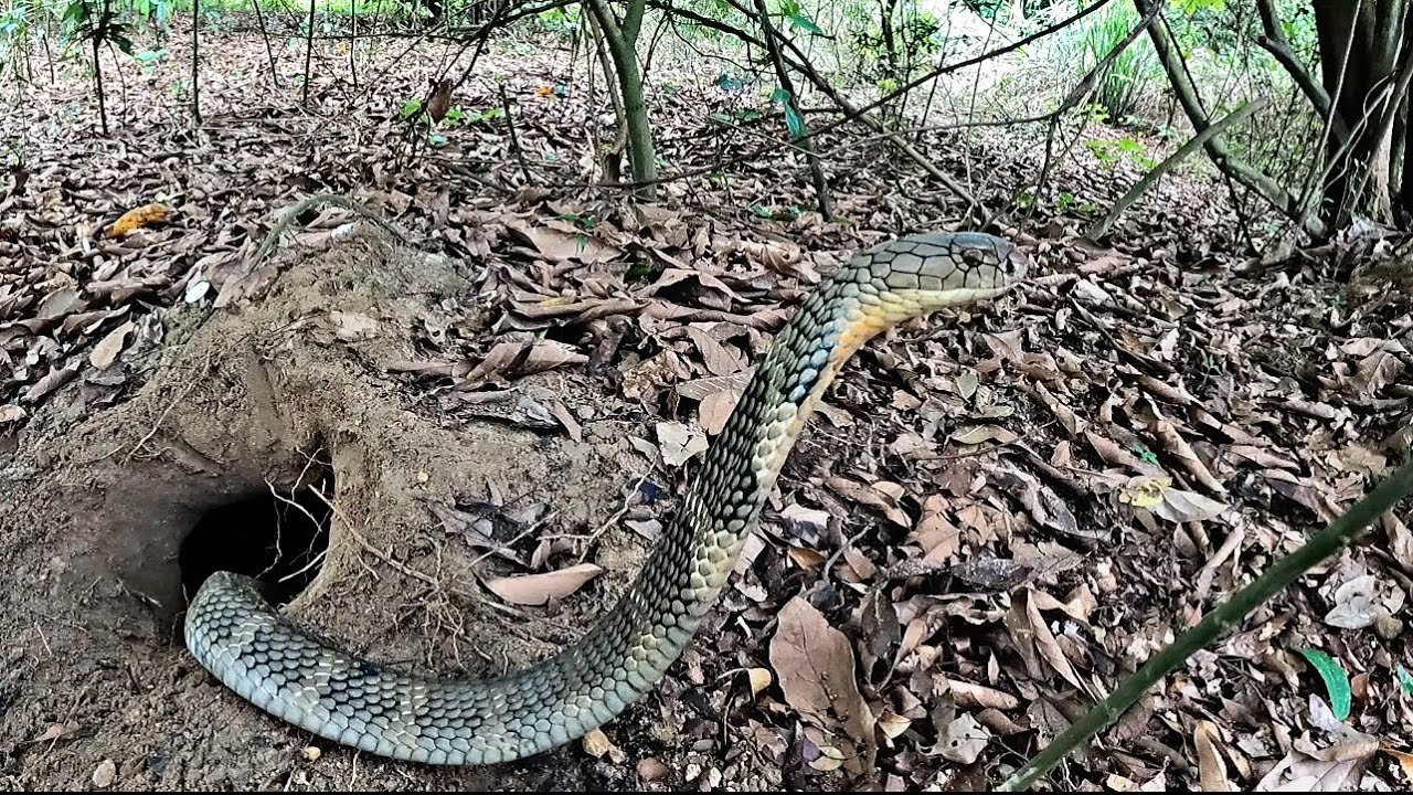 Cuộc Đối Đầu Với Thần Ch.ết, Đụng Độ Với Chúa Tể Loài Rắn, King cobra ...